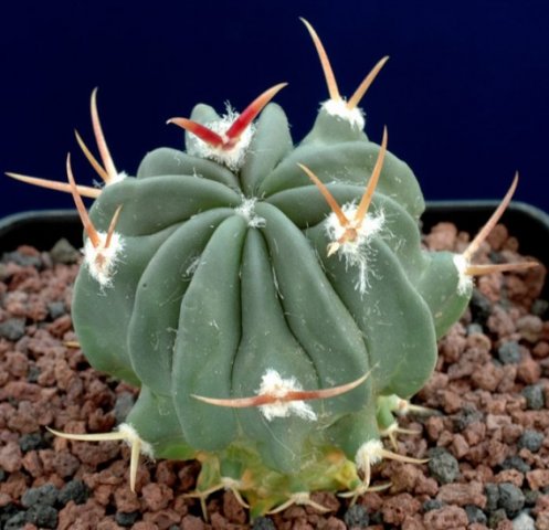 Stenocactus_coptogonus